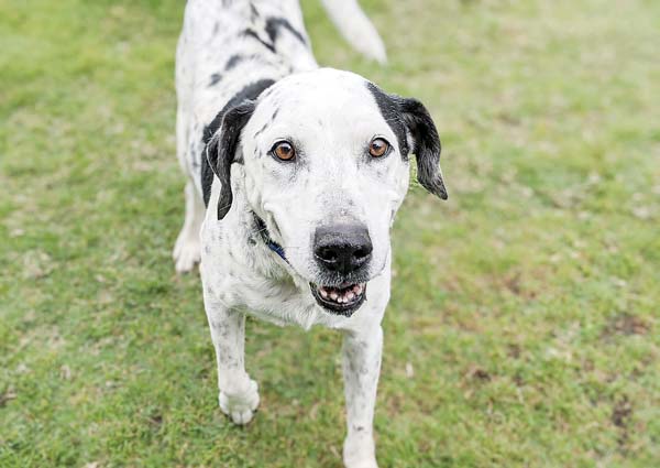 Pet of the Week